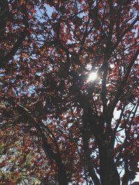 Low angle view of tree against sky