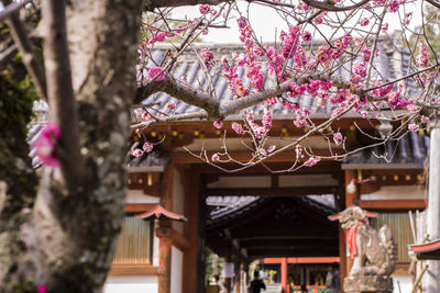 Low angle view of pink cherry blossoms against building