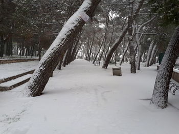 Snow covered trees in forest