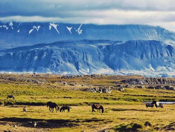 Flock of sheep grazing on landscape against sky