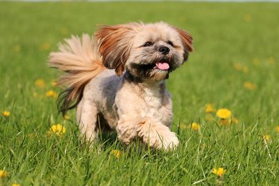 Portrait of dog on grass