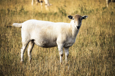 Portrait of sheep standing in field