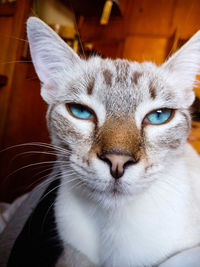 Close-up portrait of a cat