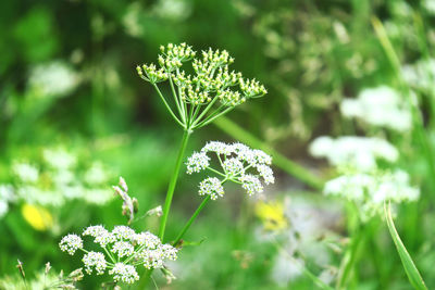 Close-up of white flowering plant on field