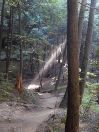 View of trees in forest