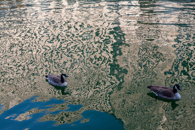 High angle view of birds swimming in lake