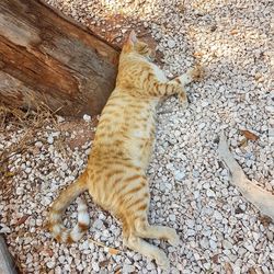 High angle view of cat lying down