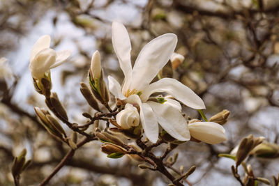 Close-up of white cherry blossom tree