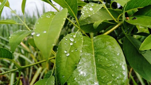 Close-up of wet plant leaves during rainy season