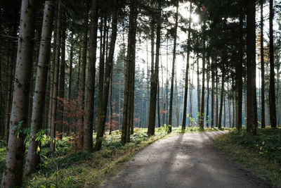 Road amidst trees in forest