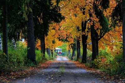 Road passing through forest