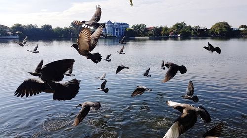 Birds flying over lake against sky