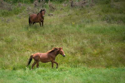 Horses in a field