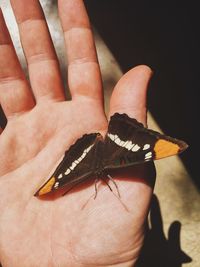 Close-up of butterfly on hand