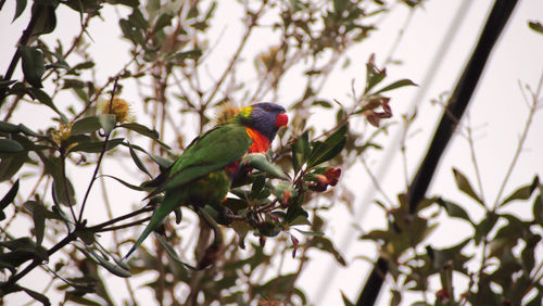 Low angle view of parrot perching on tree