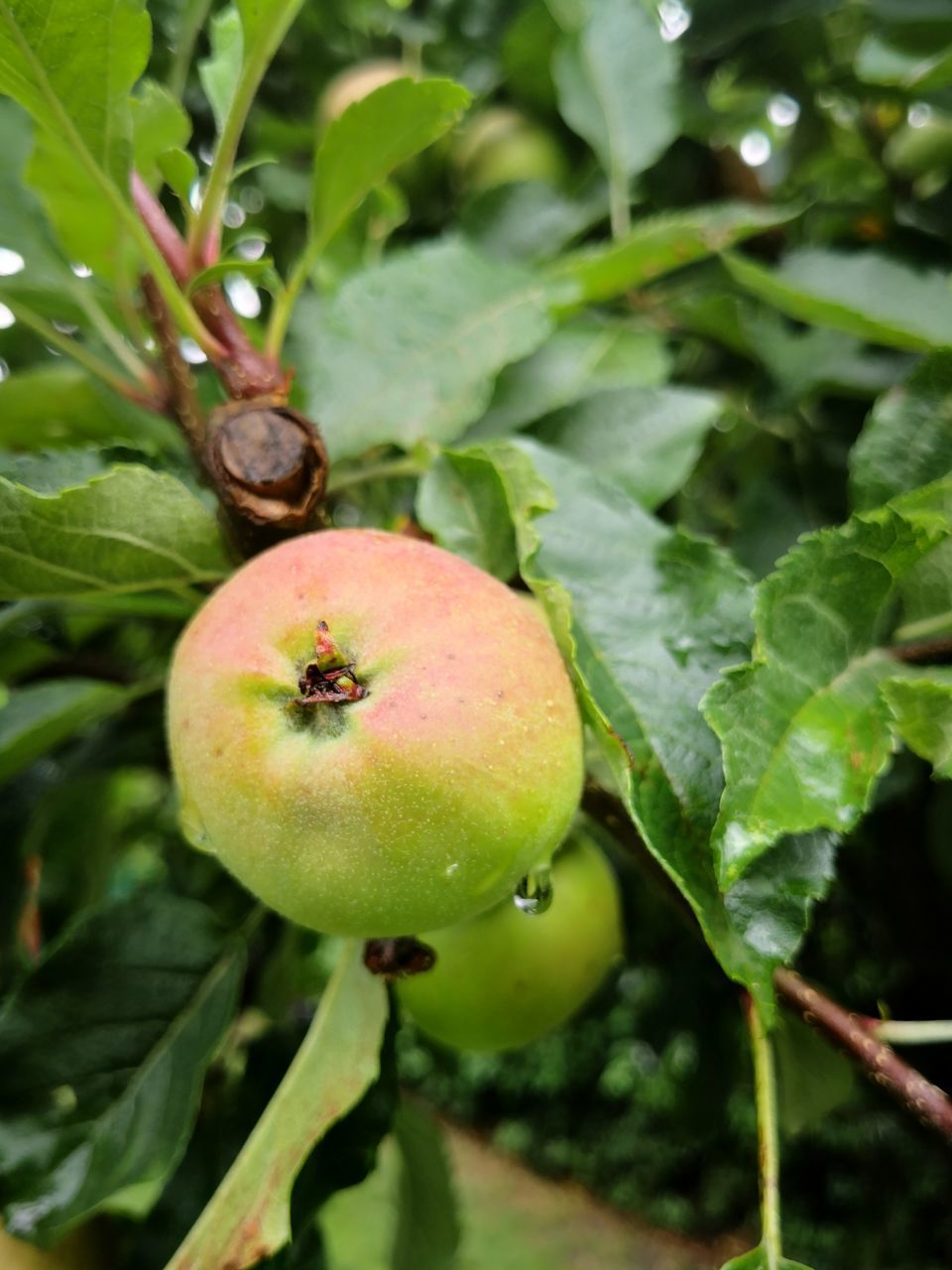 CLOSE-UP OF APPLES