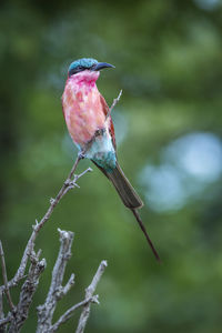 Close-up of bird perching on branch