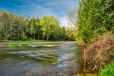 Scenic view of river amidst trees in forest against sky