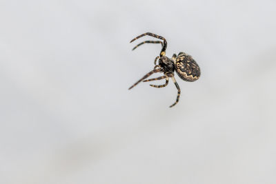 Close-up of spider on white background