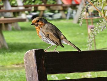 Close-up of bird perching on wood