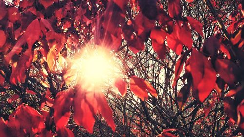 Low angle view of flower trees against sky