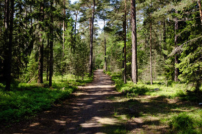 Dirt road amidst trees in forest