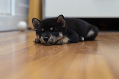 Portrait of dog lying down on hardwood floor