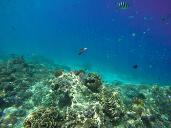 Fish swimming in sea