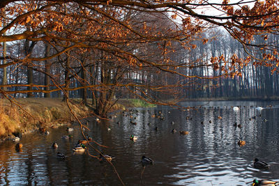 Swan swimming in lake against trees