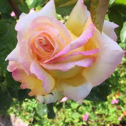 Close-up of pink rose