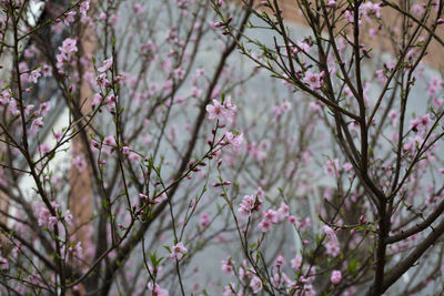 Low angle view of pink flowering tree
