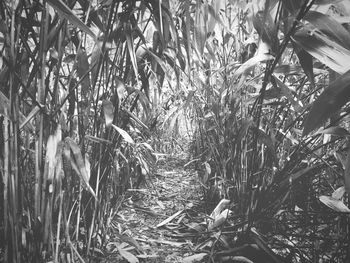 Close-up of bamboo trees in forest