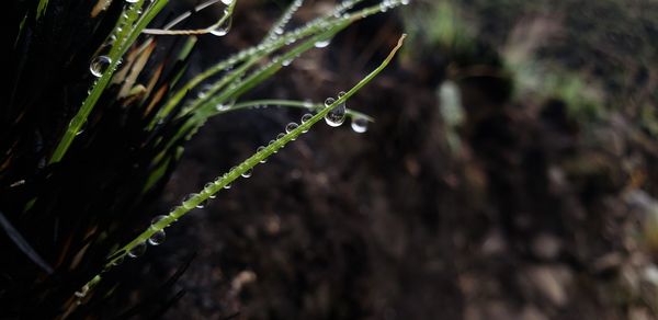 Close-up of wet plant on burnet field