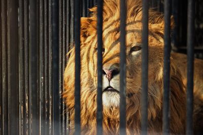 Close-up of cat in cage