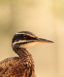 Close-up of bird