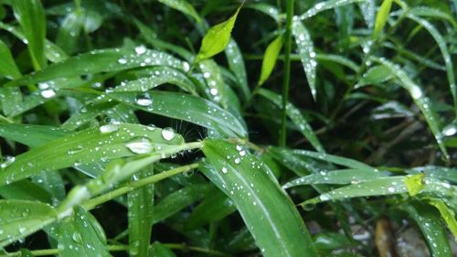 Close-up of water drops on grass