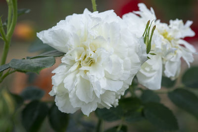 Close-up of white rose