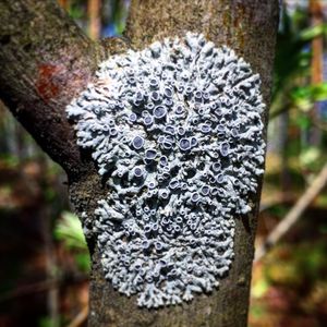 Close-up of lichen on tree trunk
