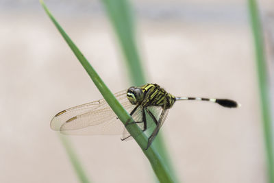 Close-up of dragonfly on leaf