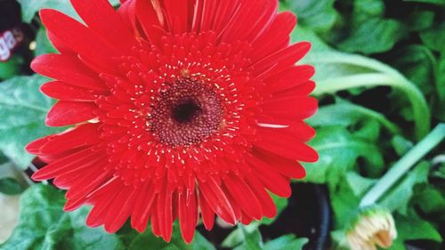 Close-up of red flower blooming outdoors