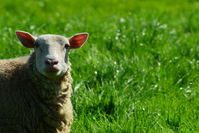 Portrait of sheep on field