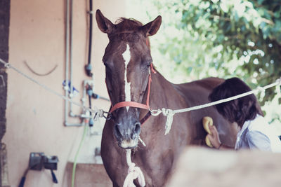 Close-up of horse