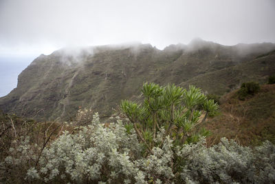 Close-up of fresh green landscape against sky