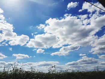 Low angle view of trees against blue sky