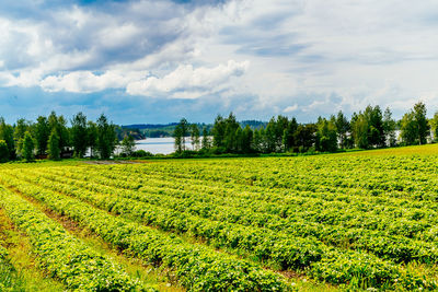 Scenic view of field against cloudy sky