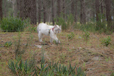 Dog standing in field