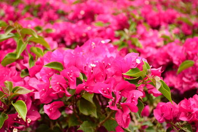 Close-up of insect on pink flower