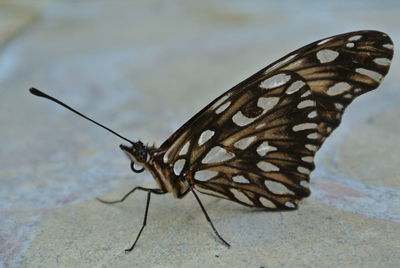 Close-up of butterfly
