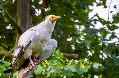 Low angle view of eagle perching on tree