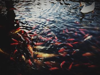 High angle view of koi carps swimming in water